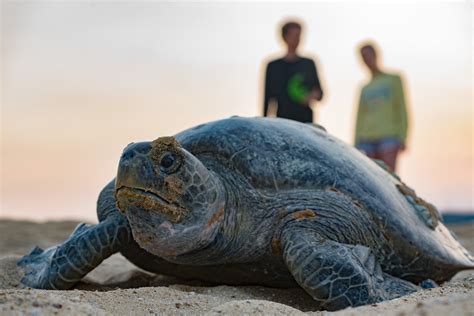 Colola Black Sea Turtles — SEE Turtles