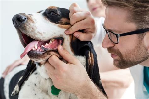 Periodontal Disease in Dogs - How to Stop and Prevent Periodontal Disease in Dogs