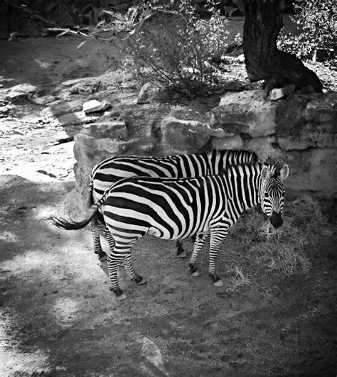 More beautiful animals from San Antonio zoo :) | San antonio zoo, Animals beautiful, Animals