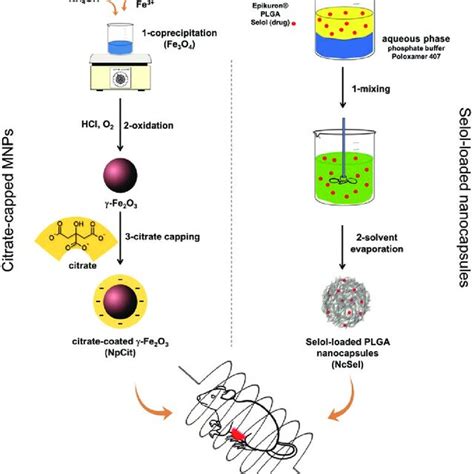 Scheme of synthesis of magnetic nanoparticles coated with citrate... | Download Scientific Diagram