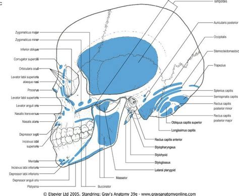 Muscle attachment of skull (Lateral View - Norma lateralis) | Gross anatomy, Anatomy, Head and neck