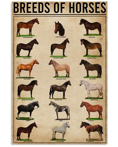 Top 20 Horse Breeds