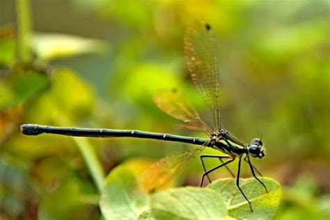 Free Images : nature, green, insect, bug, fauna, invertebrate, close up, dragonfly, damselfly ...