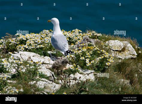 HERRING GULL WITH CHICKS Stock Photo - Alamy