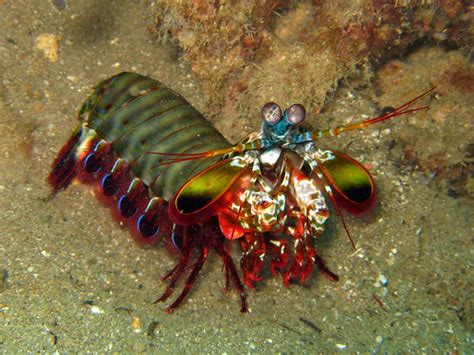 Mantis Shrimps (Order Stomatopoda) · iNaturalist.org