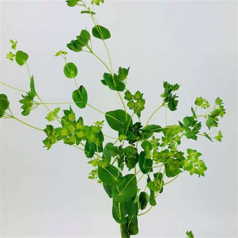 Bupleurum - Wholesale Bulk Flowers - Cascade Floral