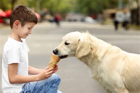 Golden Retriever guide: Health issues, temperament, grooming