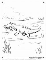 100  Crocodile coloring Pages Free PDF To Print Woo Coloring sketch template