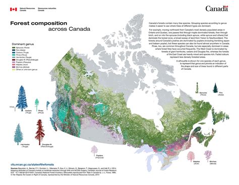 Canada's Trees - Logs End