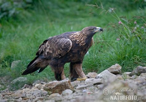 Aquila chrysaetos Pictures, Golden Eagle Images, Nature Wildlife Photos | NaturePhoto