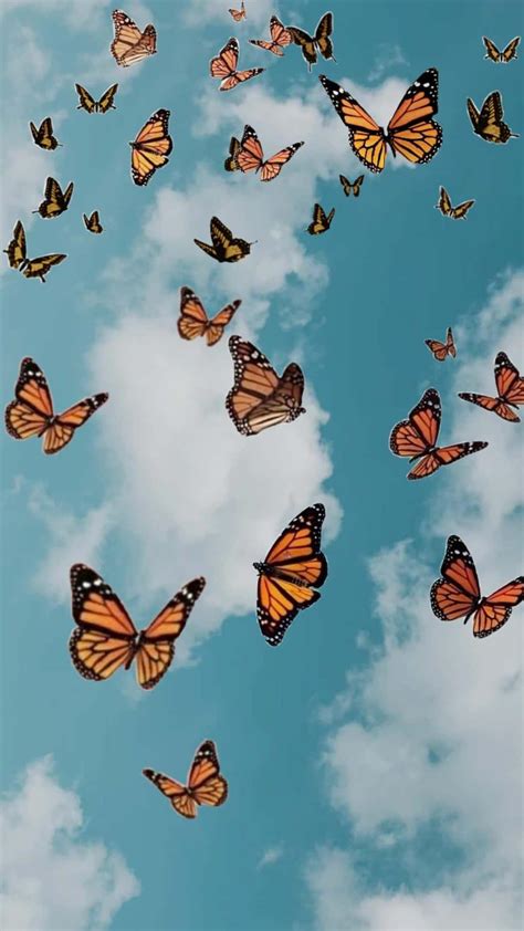 Monarch Butterflies Wallpapers - Top Free Monarch Butterflies Backgrounds - WallpaperAccess