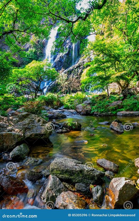 Beautiful Tropical Rainforest and Stream in Deep Forest, Stock Photo ...