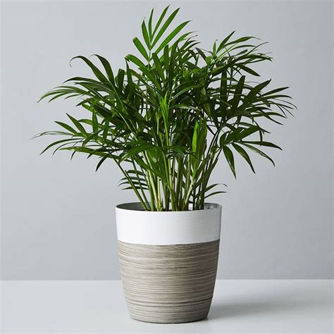 Parlor Palm Plant (Neanthe Bella Palm) | Plants.com