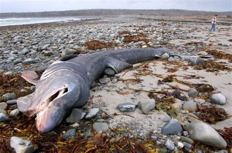 Dead basking shark found on beach in Canada - Shark Year Magazine - Shark Year Magazine