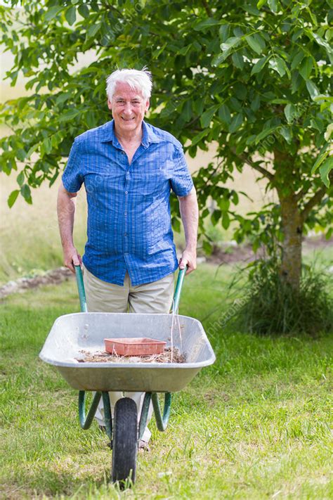 Man pushing a wheelbarrow - Stock Image - C034/7432 - Science Photo Library