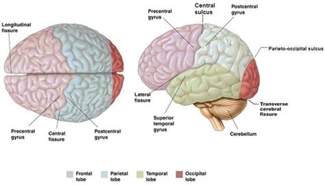 Diagramma: gyri, sulci, fissures and cerebral lobes | Quizlet ...