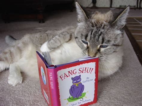 Cats Also Enjoy Reading Books (18 pics + 1 gif) - Izismile.com