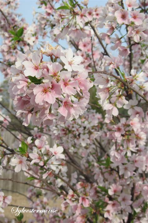 The Yoshino Cherry Tree - Easy Backyard Gardening