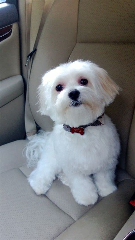 Teddy Bear Cut Maltese Pictures | PeepsBurgh.Com