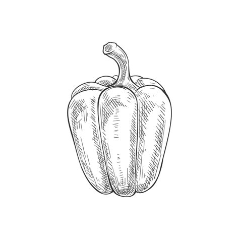 Bell Pepper Slice Vector PNG Images, Bell Or Sweet Pepper Capsicum ...