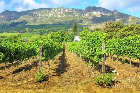 Stellenbosch Wine Route Photograph by Benny Marty - Fine Art America