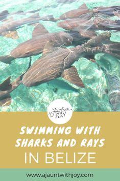 Snorkeling shark ray alley unbelizeable – Artofit