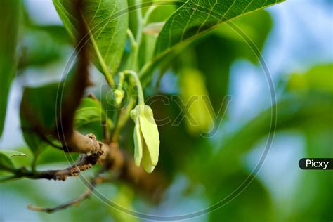 Image of Custard Apple Flower Bud Or Custard Apple Field-IZ180815-Picxy