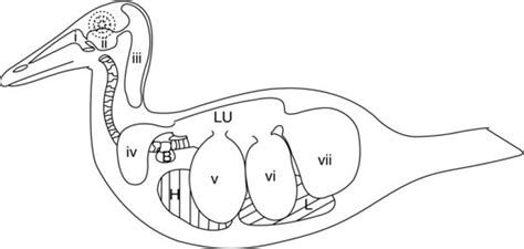 Basic Avian Anatomy and Physiology | Veterian Key