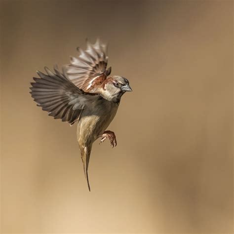 Smaller birds in flight photographs — Birds in Flight Photography | Birds flying photography ...