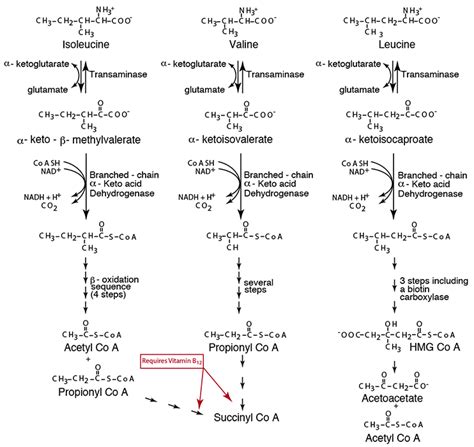 AMINO ACID METABOLISM : BRANCHED-CHAIN AMINO ACID DEGRADATION