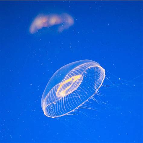 Crystal Jelly - Aequorea Victoria | Jellyfish, Crystals, Cute animals