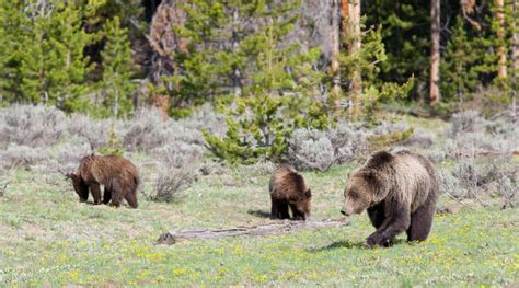 Best Places to View Wildlife in Yellowstone: Hayden Valley - Jackson ...