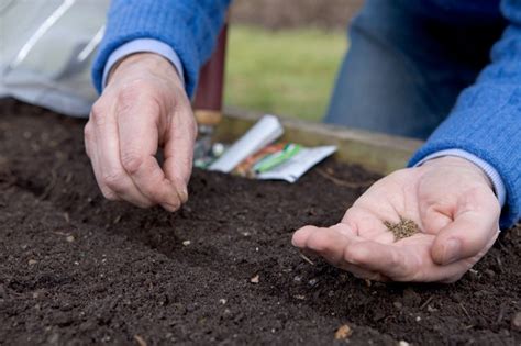 How To Grow Carrots (In-Pictures) - gardenersworld.com - BBC Gardeners' World Magazine