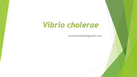 Vibrio cholarae: Mode of transmission, pathogenesis, clinical disease ...