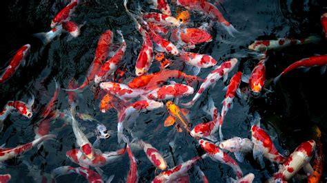 Live Koi Fish 4K Wallpapers - Top Free Live Koi Fish 4K Backgrounds - WallpaperAccess