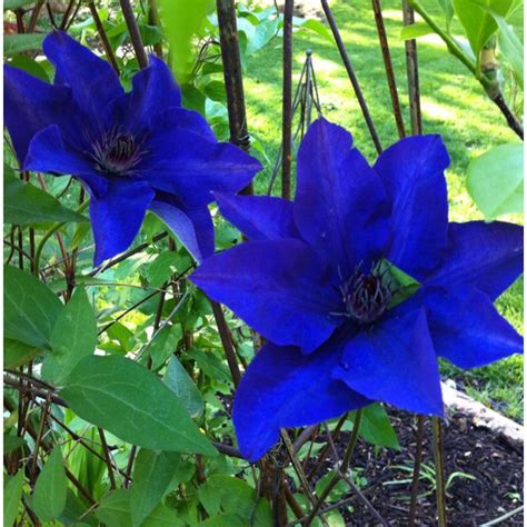 Pin by Genny Mulkey on Clematis is a beautiful flower! | Blue flowers ...