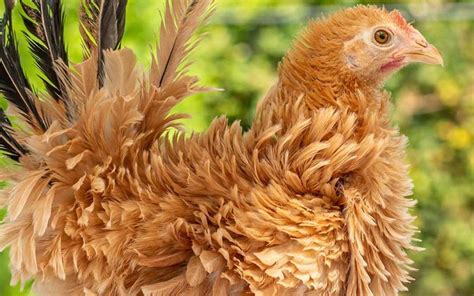 Frizzle Chicken 101: Complete Breed Info and Care Guide 2023