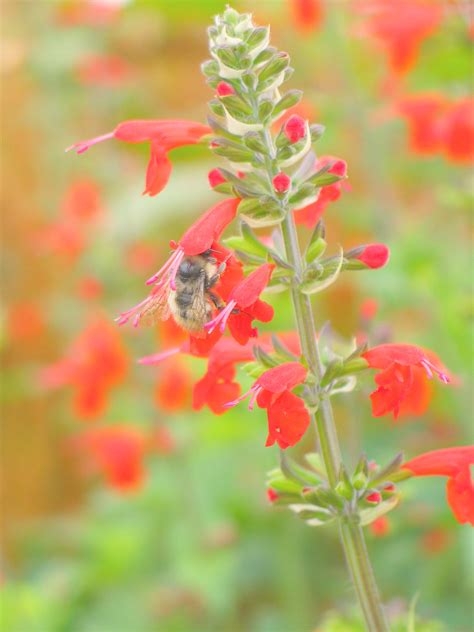 Salvia, 'Texas Hummingbird Sage' | Uprising Seeds