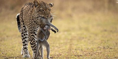 Bebé babuino se aferra a su madre en las fauces de un leopardo