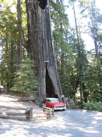 Shrine Drive-Through Tree (Myers Flat) - 2021 All You Need to Know BEFORE You Go (with Photos ...