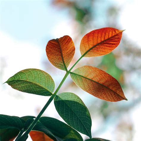 Close-up View of the Orange-shaded Green English Walnut Tree Leaves ...