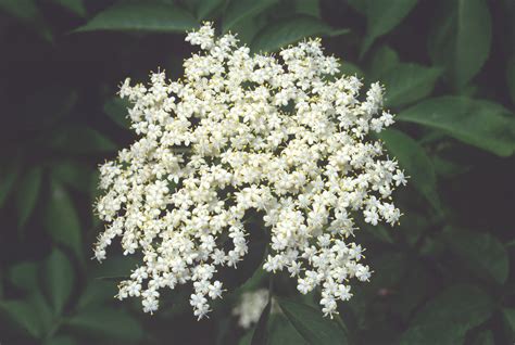 Sambucus nigra (black elderberry): Go Botany