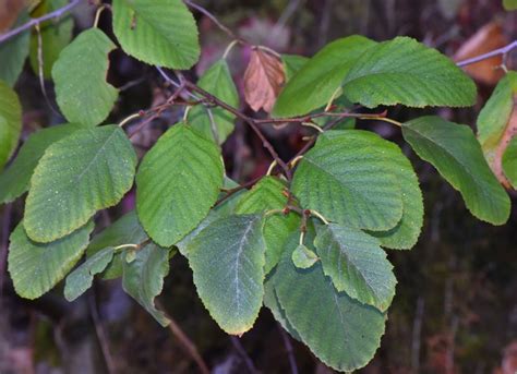 12 Species of Alder Trees for Your Yard