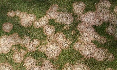 Common causes of winter-damaged lawns and how to solve them