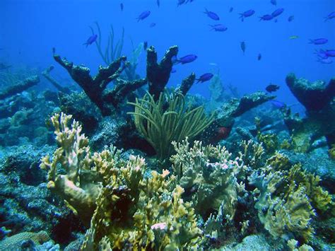 10 Ways You Can Help Protect Caribbean Reefs