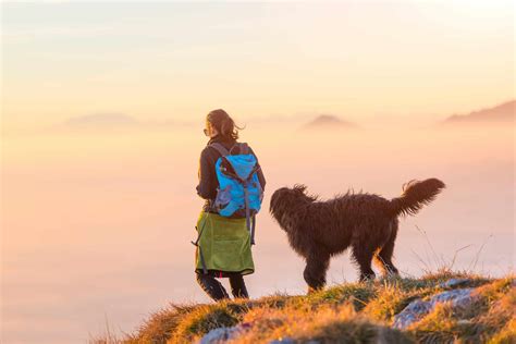 Best Hiking Dogs Ready for Outdoor Adventures