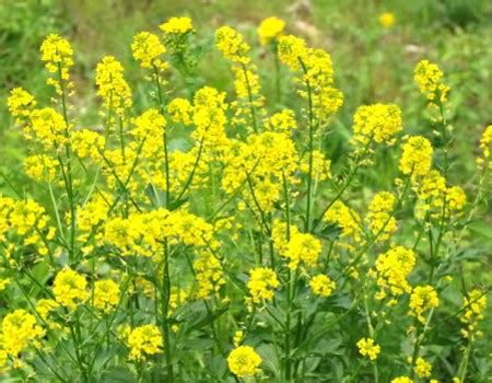 Mustard plant; Brassica juncea; Mustard