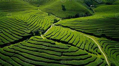 Aerial view of green tea plantation in the morning. Nature background. . Generative AI 33280466 ...