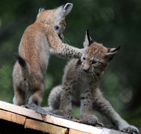 Blog About Cats: Lynx Kittens Fight Each Other