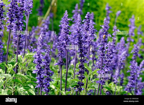 Salvia farinacea Victoria perennial herbaceous plant purple flowers ...